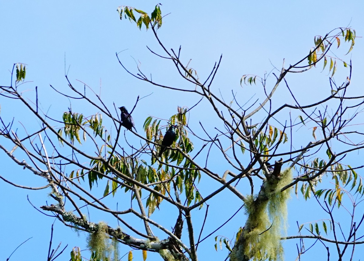 Short-tailed Starling - Liao Tzu-Chiang