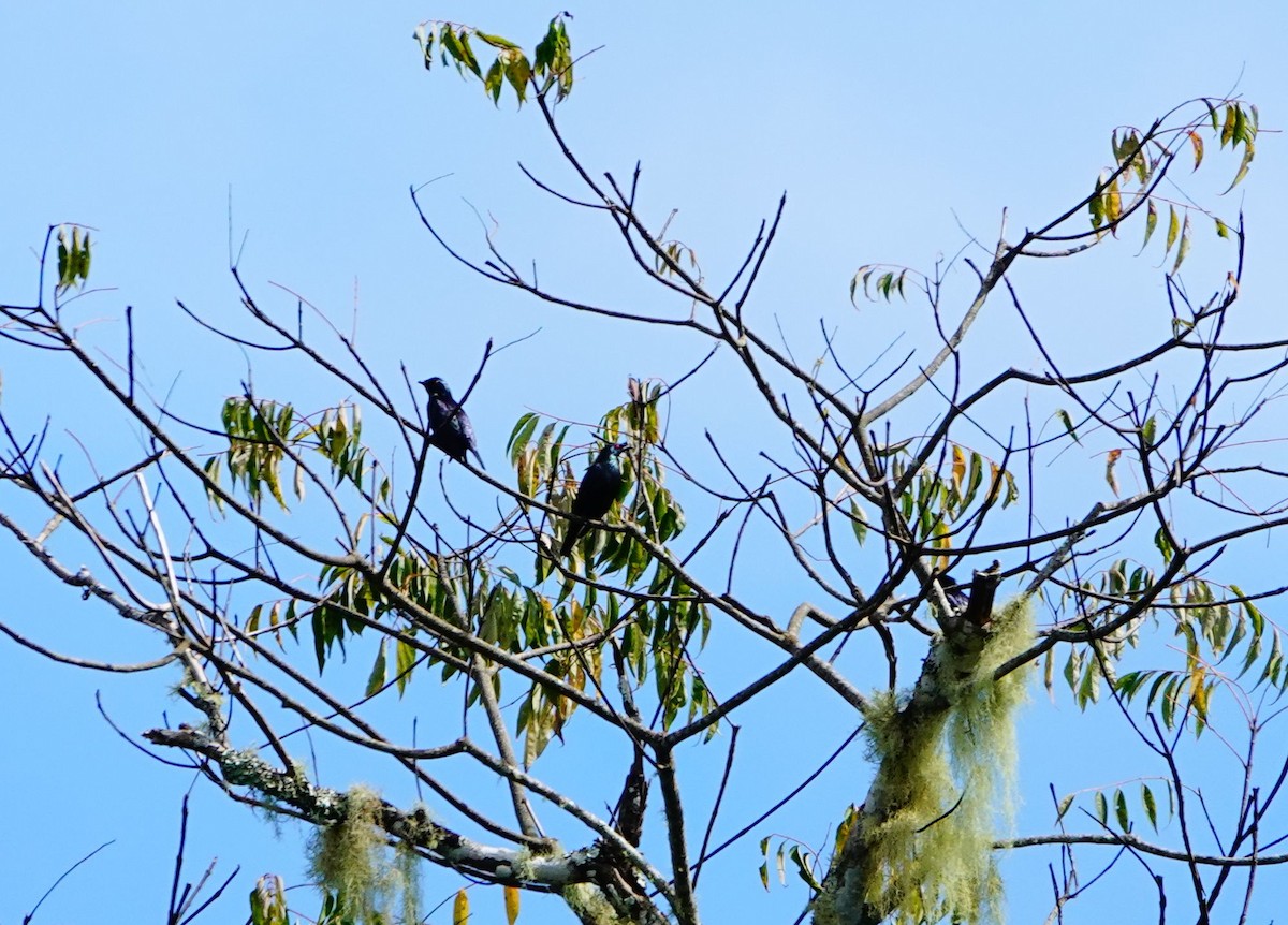 Short-tailed Starling - ML614774594