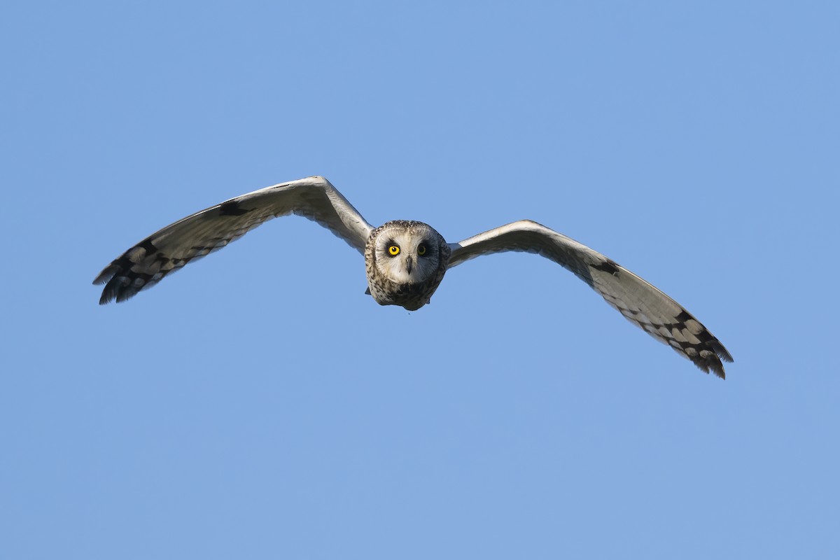 Short-eared Owl - Wei Yan