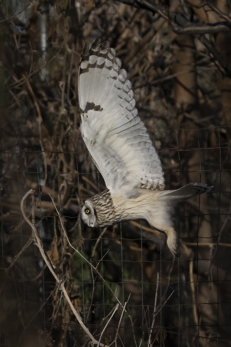 Short-eared Owl - ML614774631