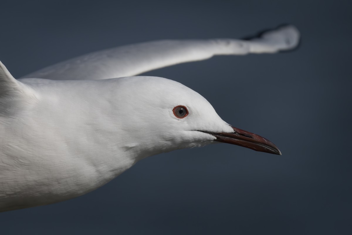 Slender-billed Gull - ML614774675