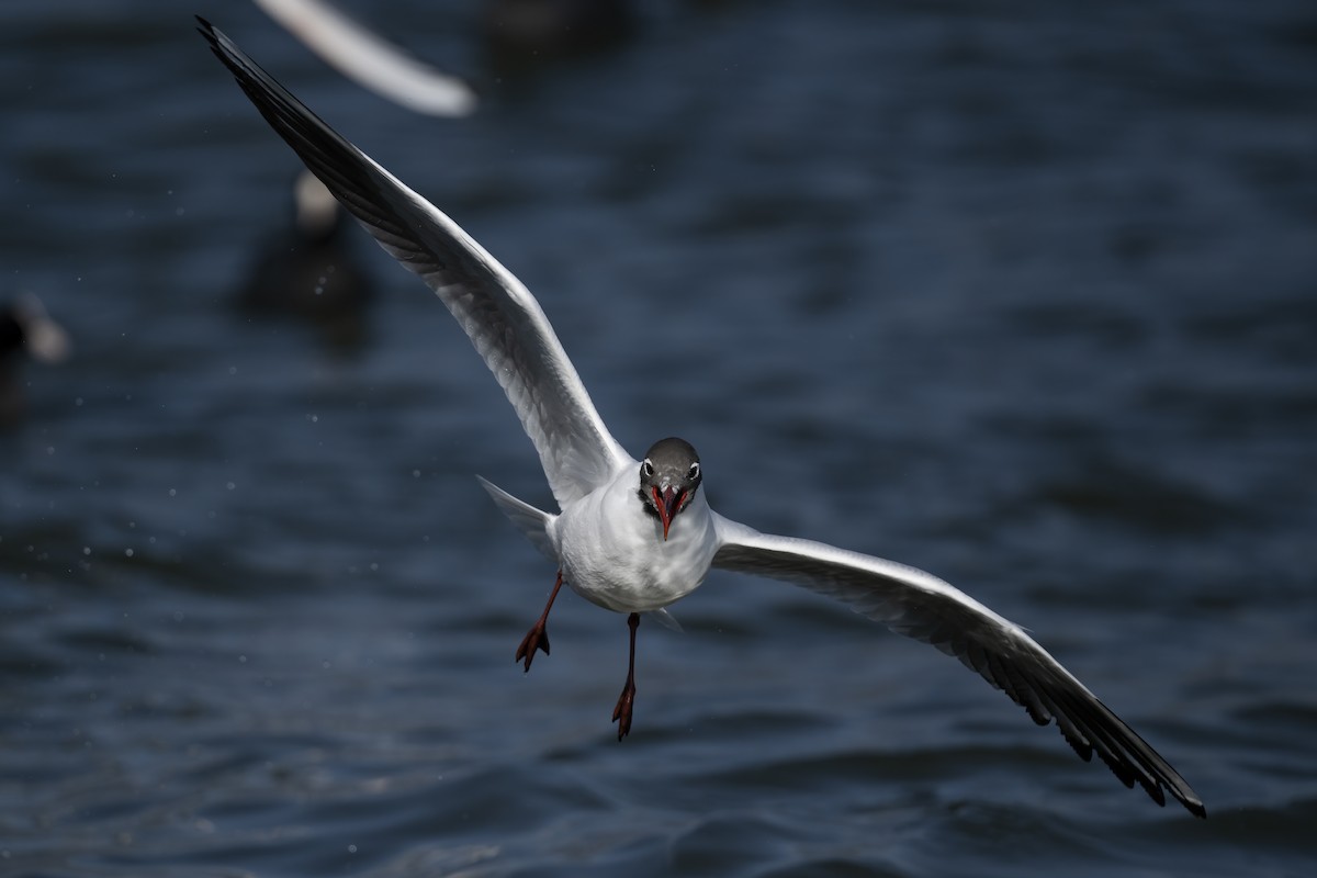 Gaviota Reidora - ML614774679