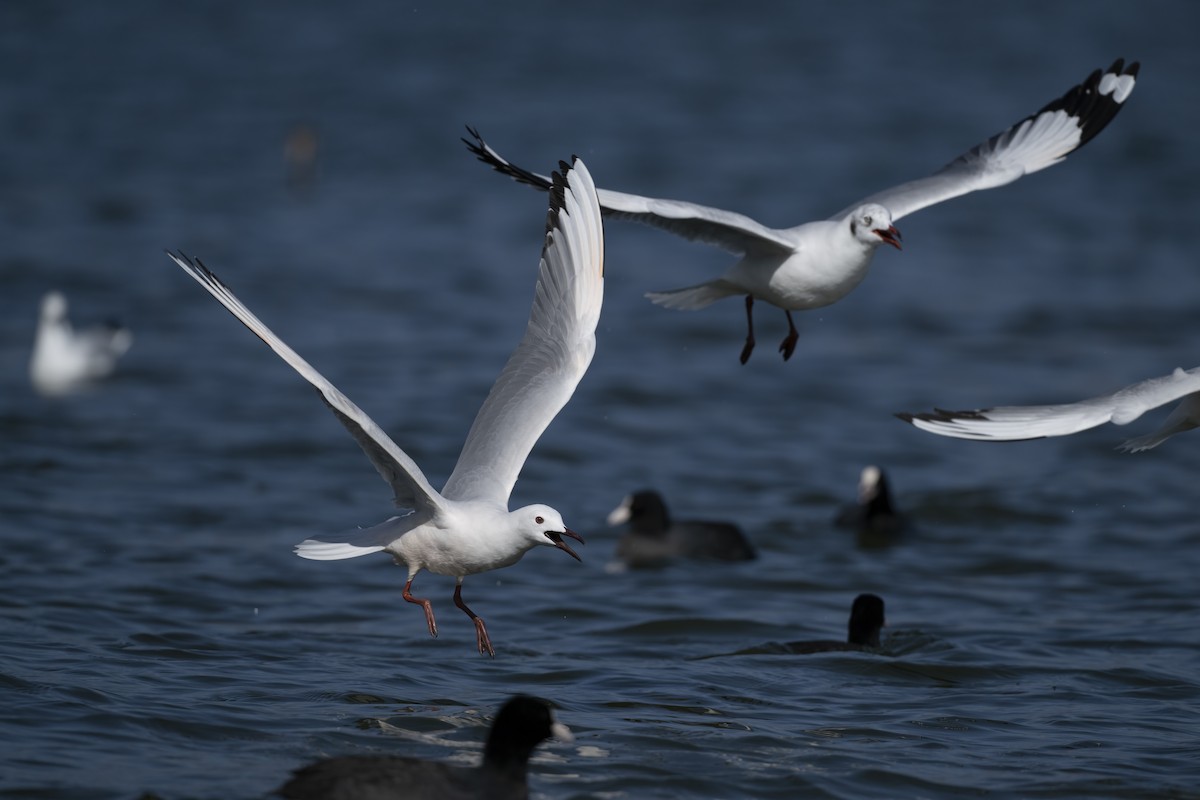 İnce Gagalı Martı - ML614774683