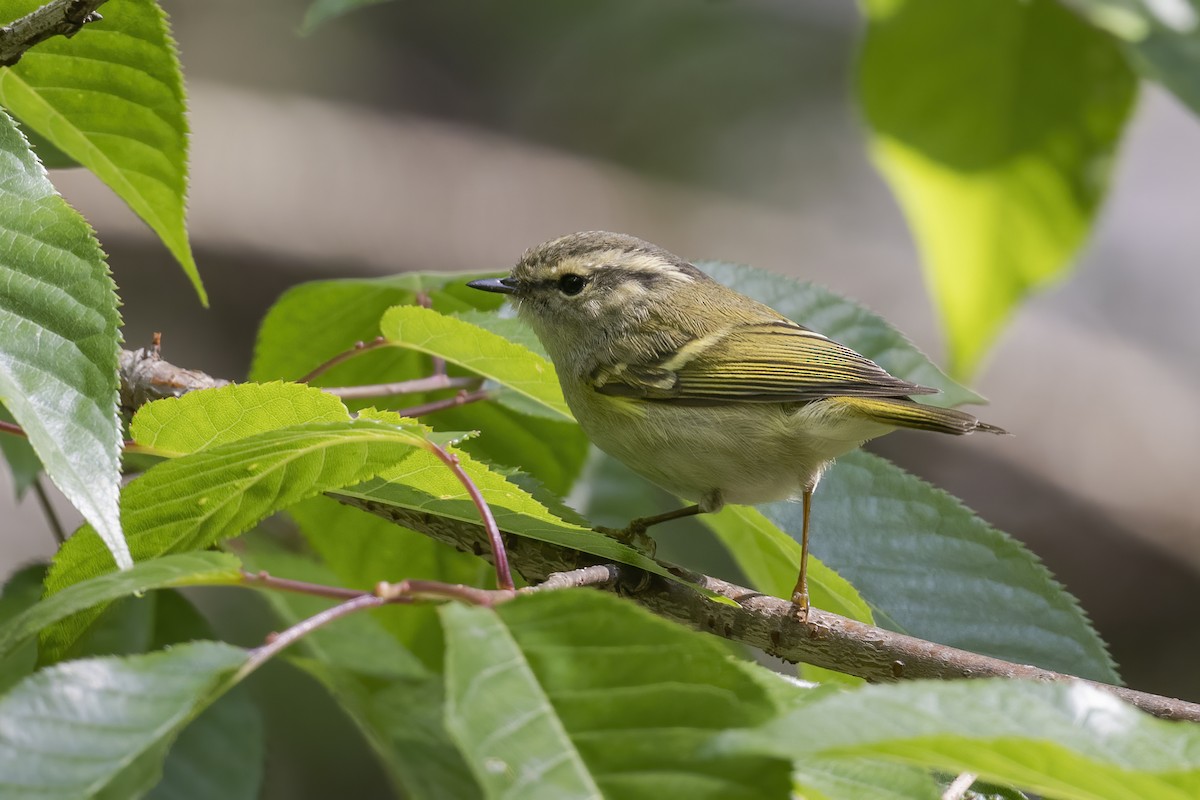 Sichuan Leaf Warbler - ML614774693