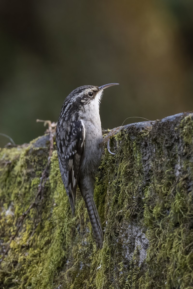 Bar-tailed Treecreeper - ML614774704