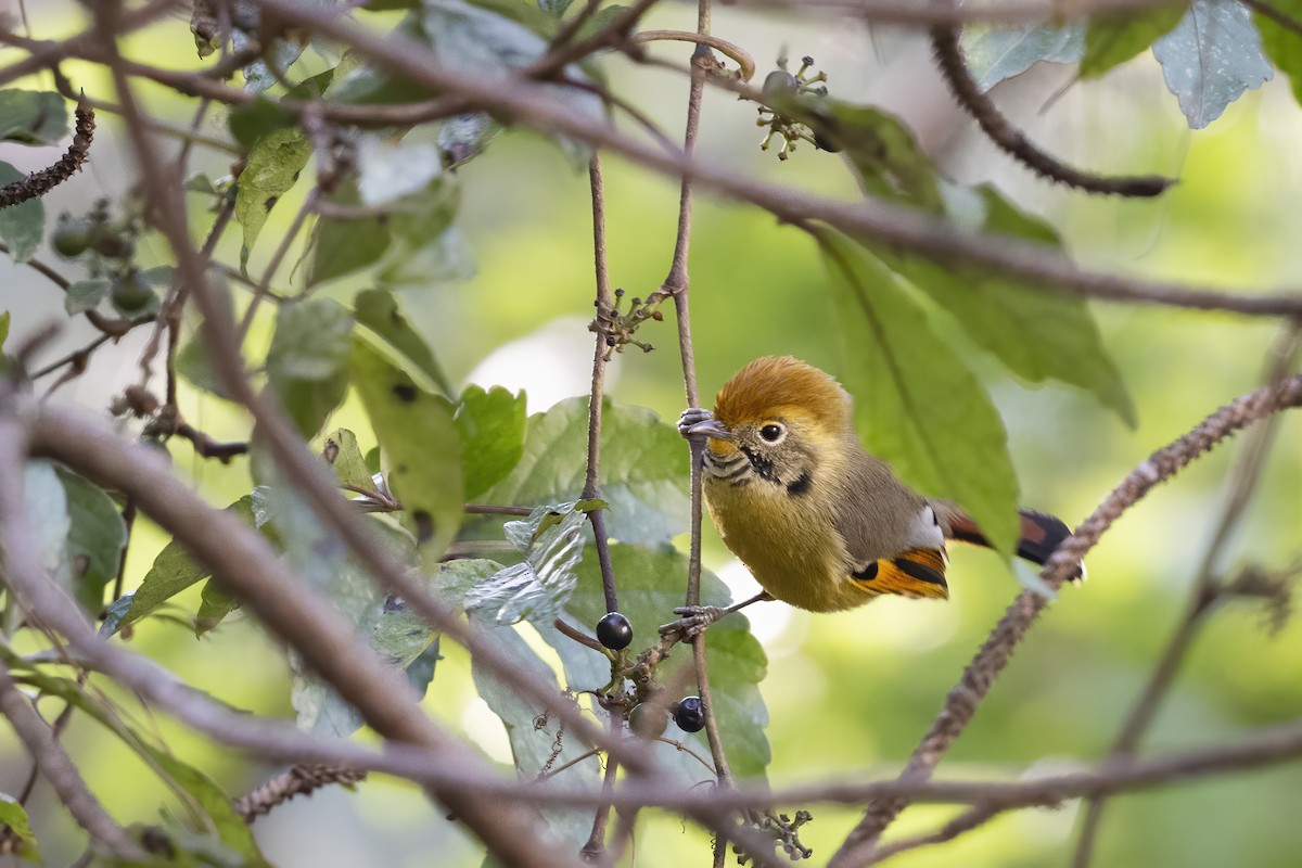 Sarıca Minla - ML614774709