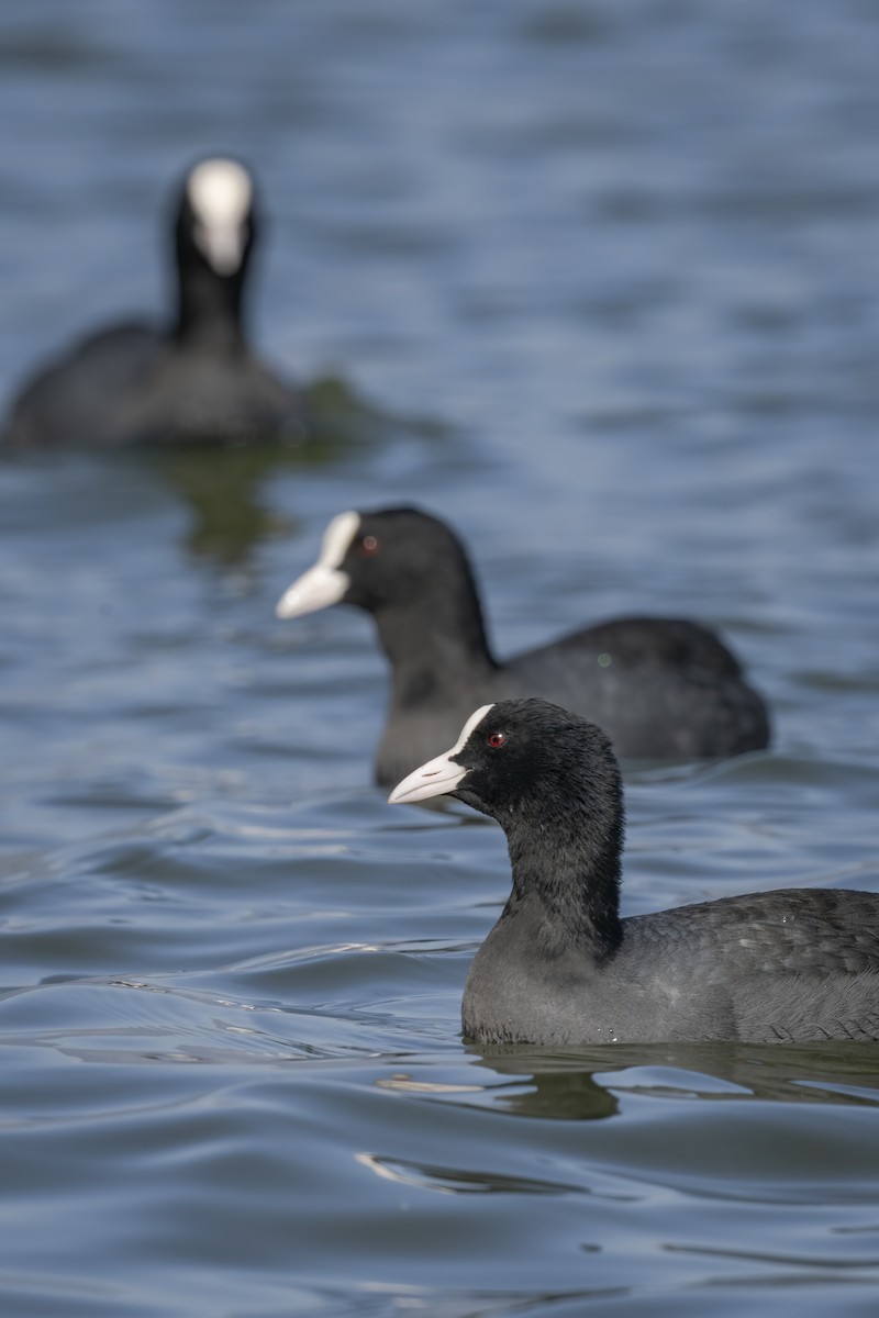 Eurasian Coot - ML614774717