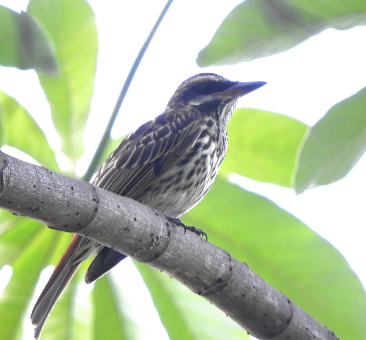 Streaked Flycatcher - ML614774720