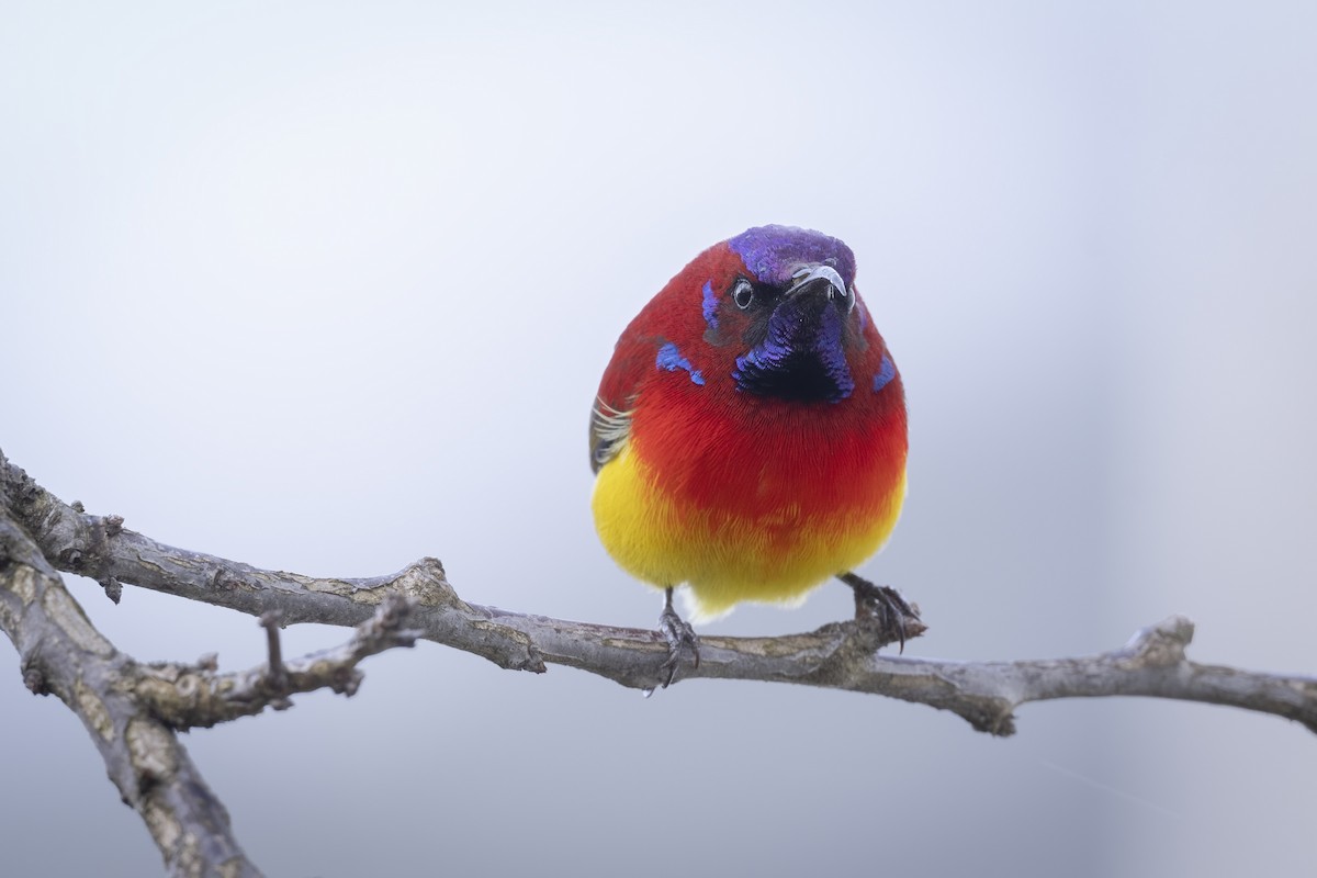Mrs. Gould's Sunbird - ML614774721