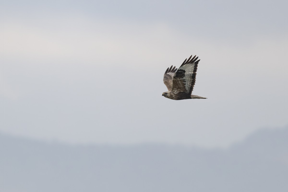 Upland Buzzard - ML614774729
