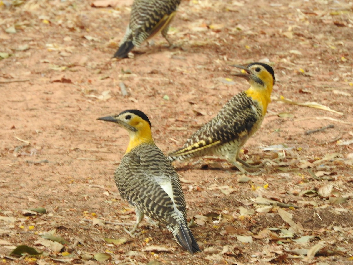 Carpintero Campestre - ML614774731