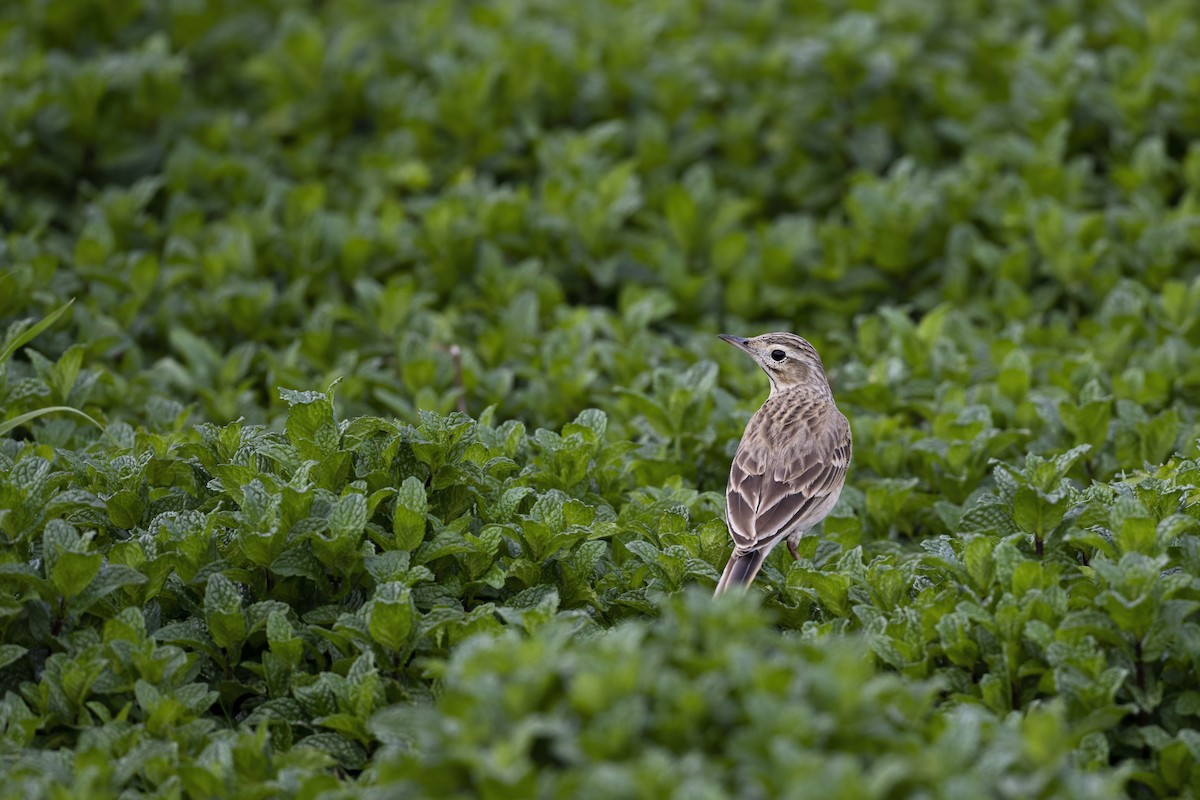 Хээрийн шийхнүүхэй - ML614774732