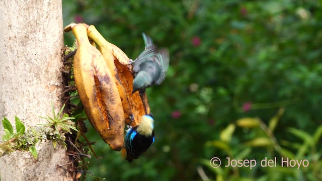 Golden-hooded Tanager - ML614774734