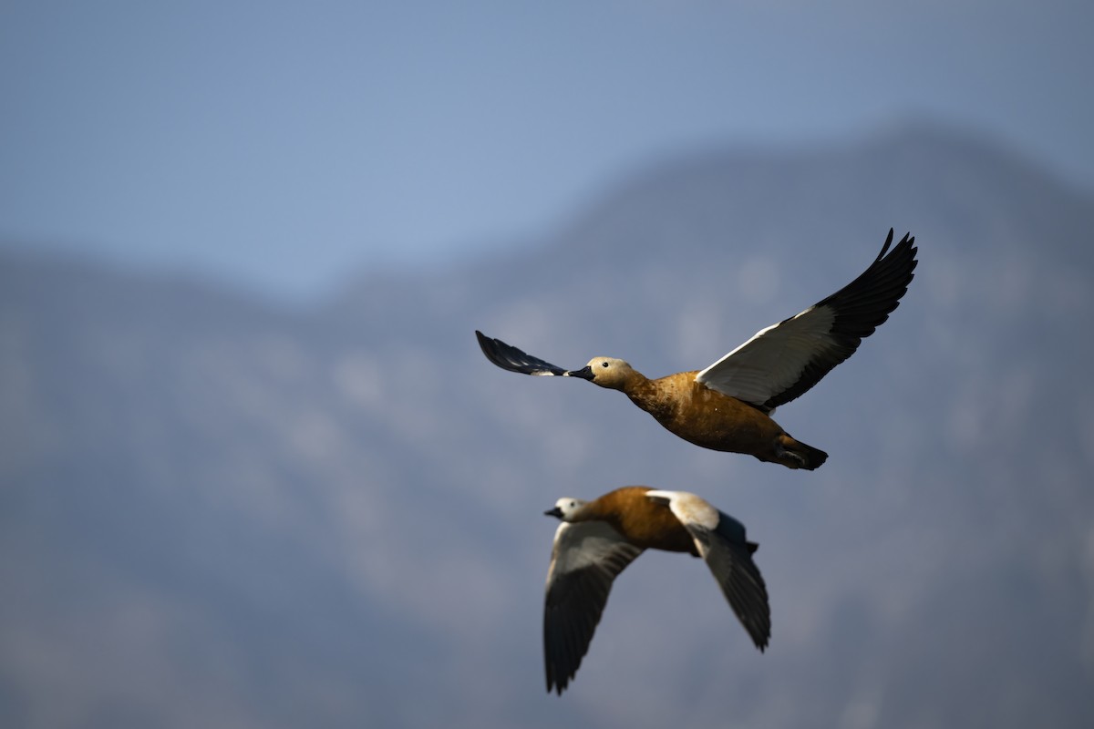 Angıt - ML614774742