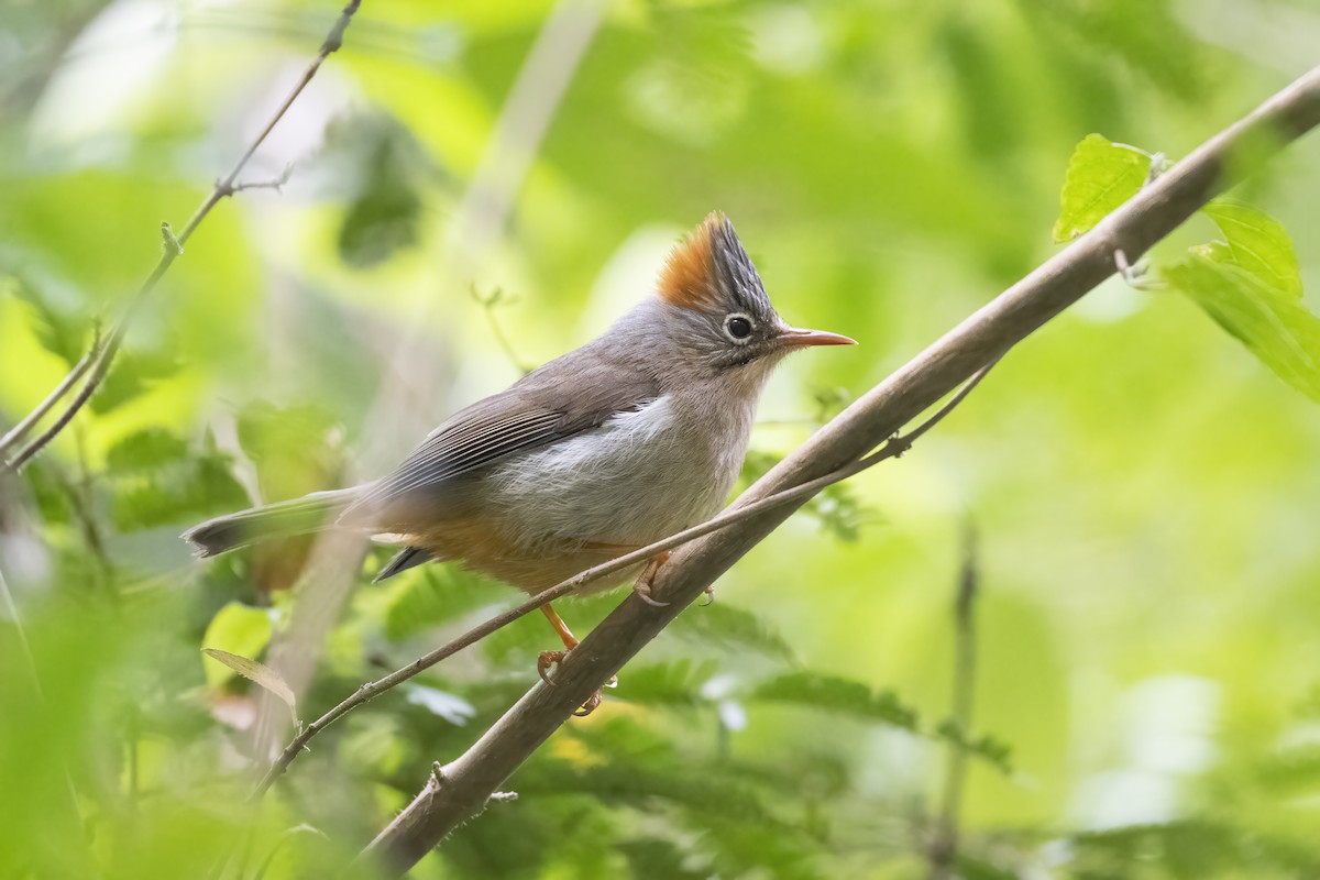 Kızıl Etekli Yuhina - ML614774747