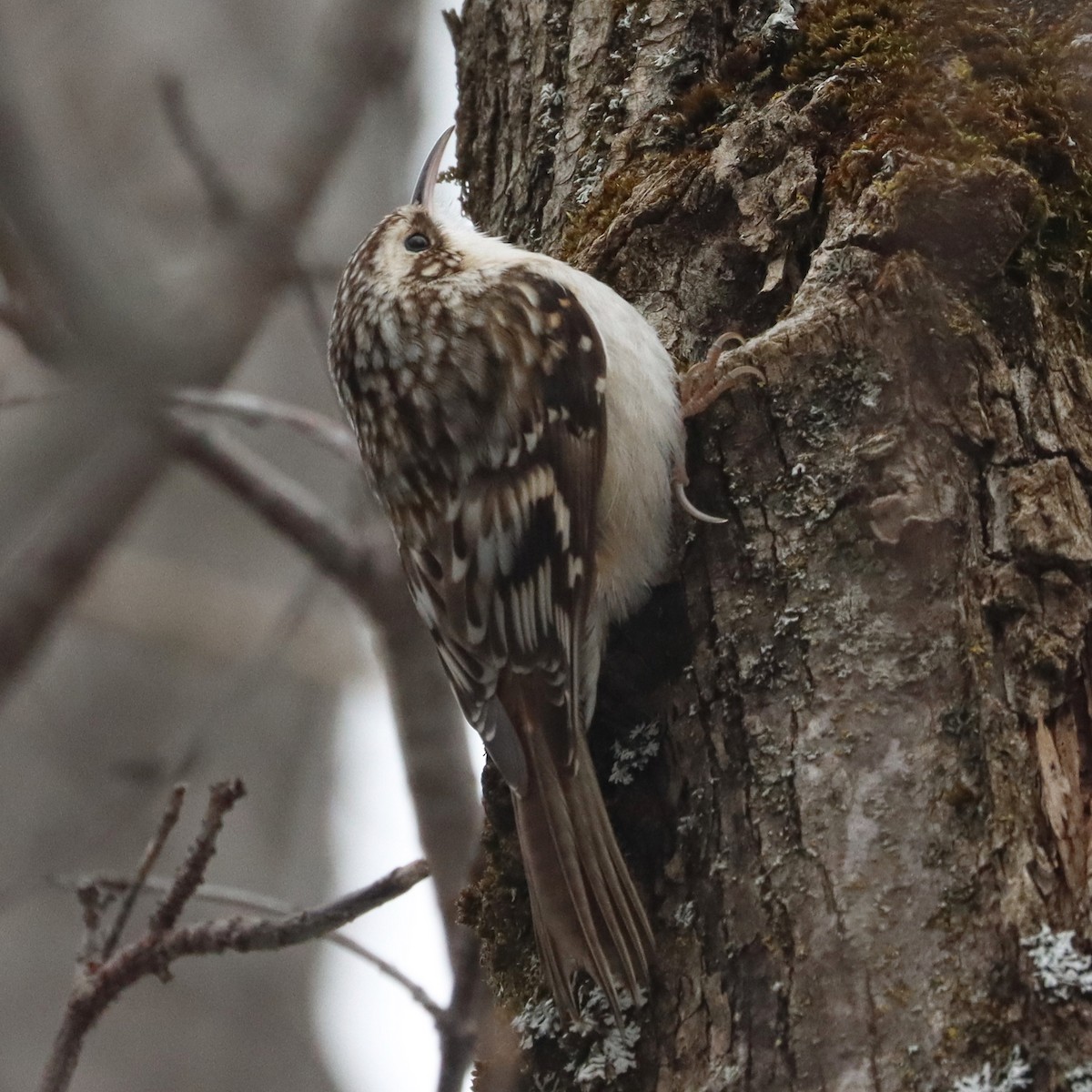Brown Creeper - ML614774796
