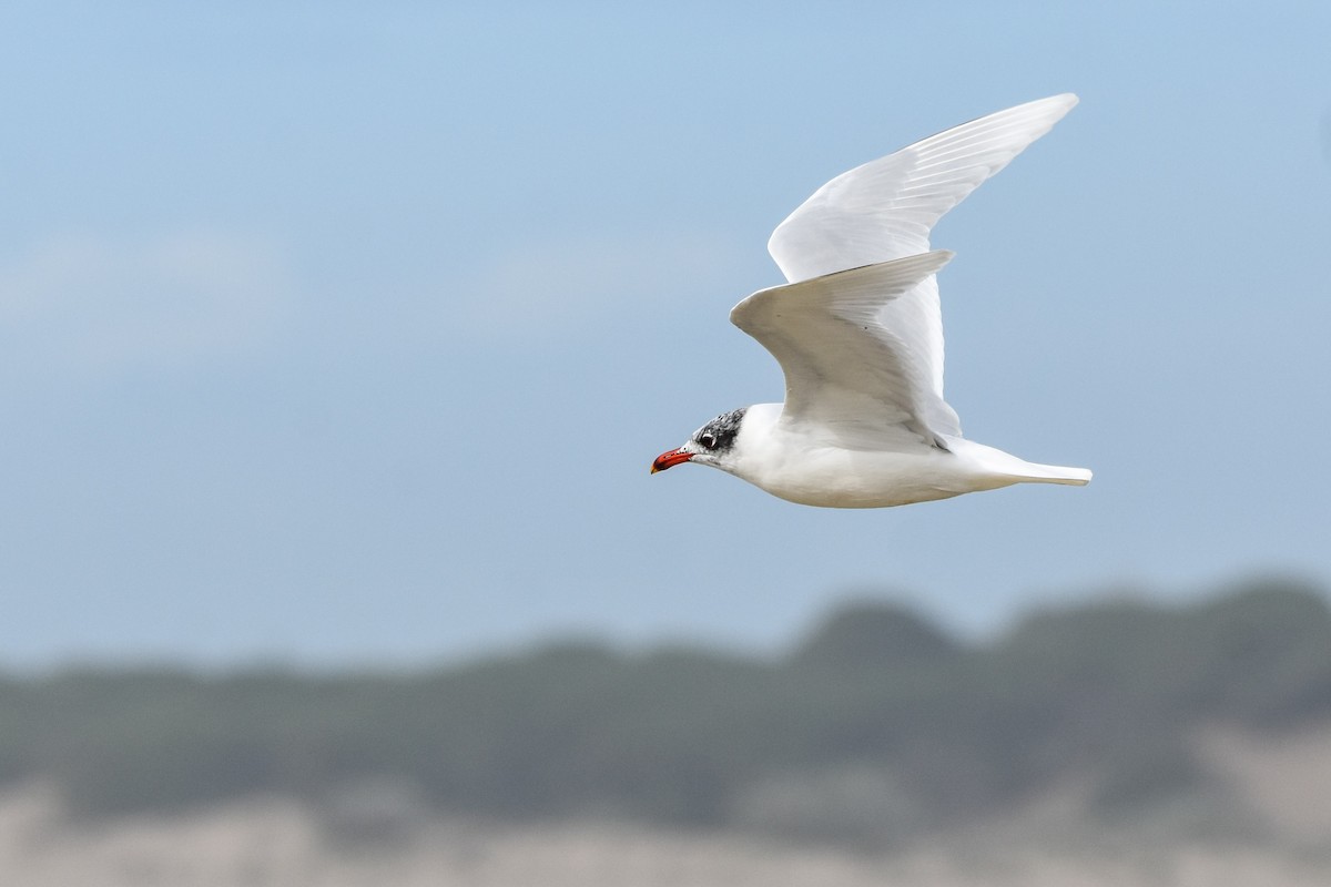 Gaviota Cabecinegra - ML614774803