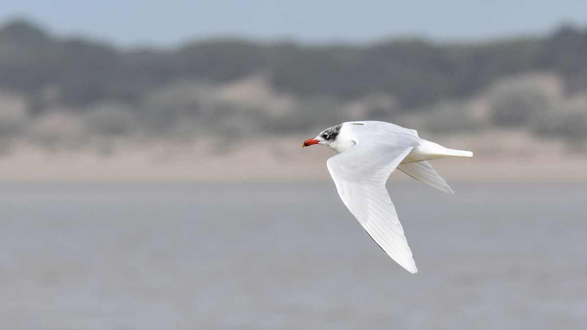 Gaviota Cabecinegra - ML614774804