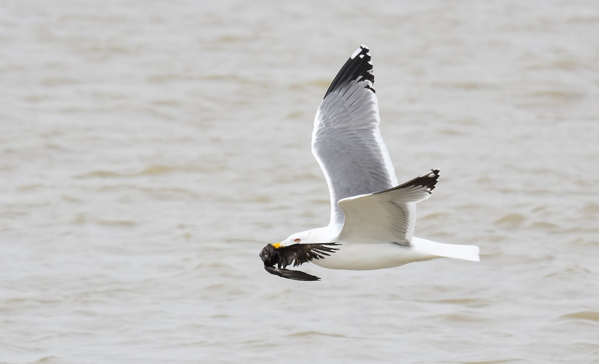 Gaviota Patiamarilla - ML614774810