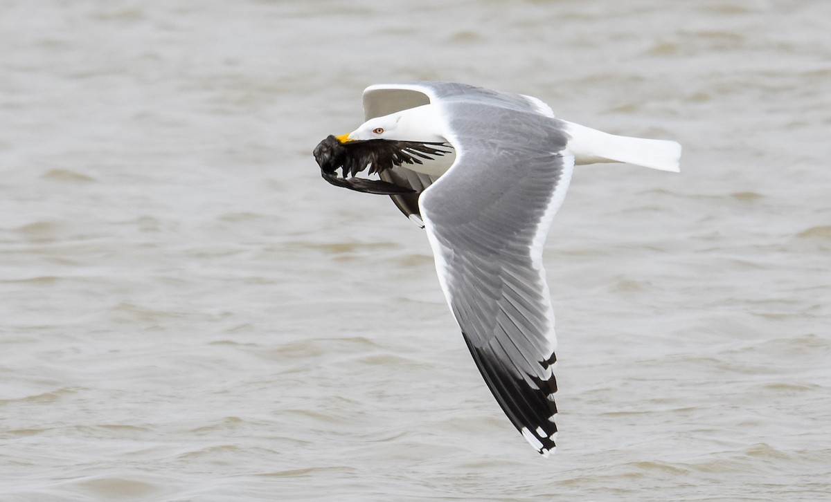 Gaviota Patiamarilla - ML614774811