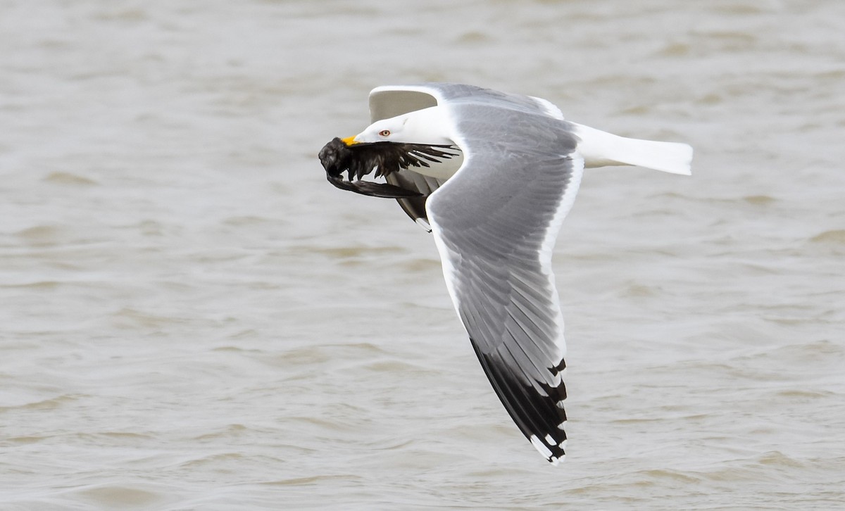 Yellow-legged Gull - Miguel Ángel Mora Quintana