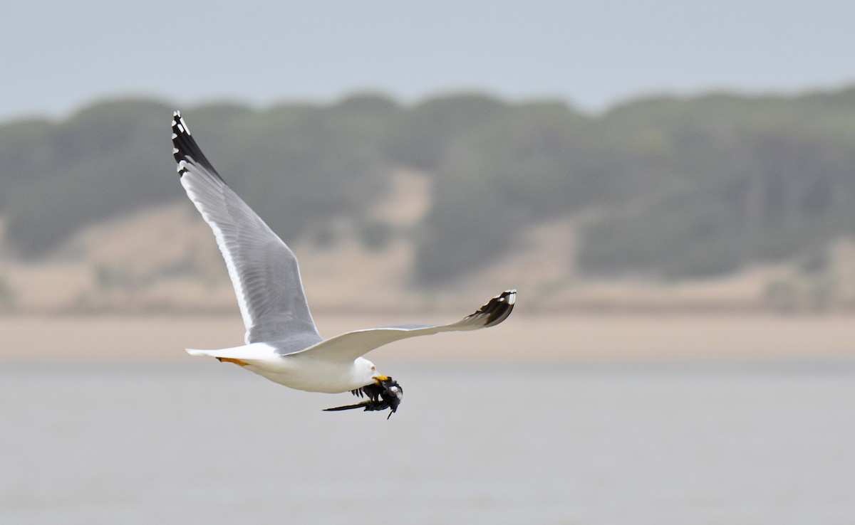 Gaviota Patiamarilla - ML614774812