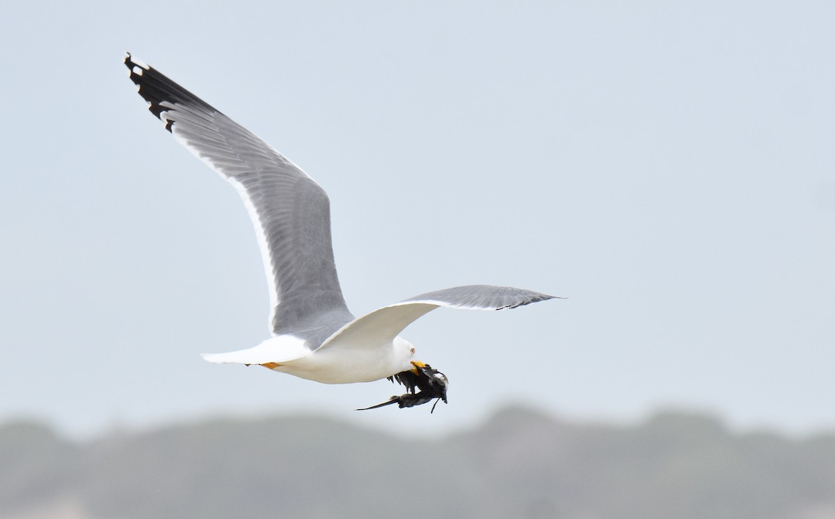 Gaviota Patiamarilla - ML614774813