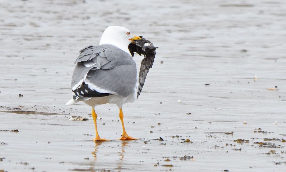 Gaviota Patiamarilla - ML614774815