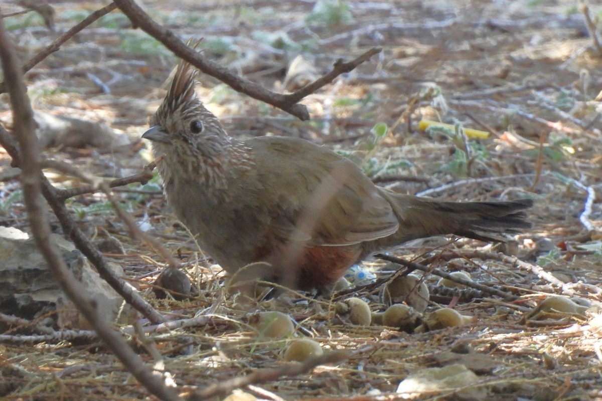 Crested Gallito - ML614774940