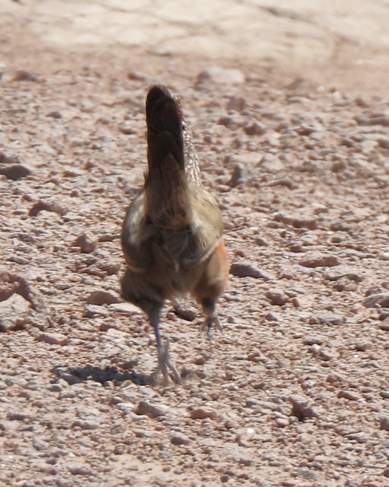 Crested Gallito - ML614774955