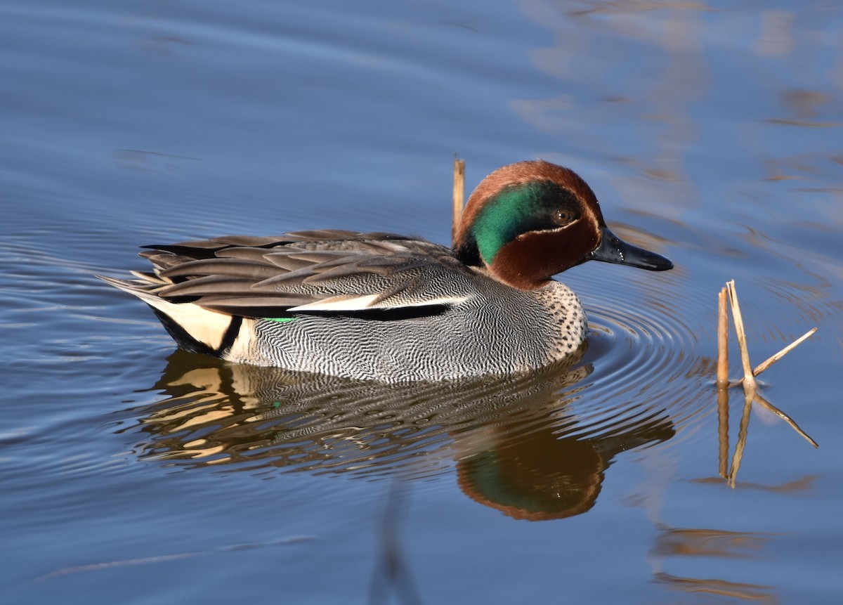 Green-winged Teal - ML614774971