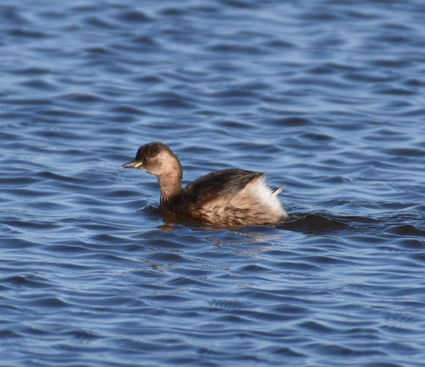 Little Grebe - ML614774976