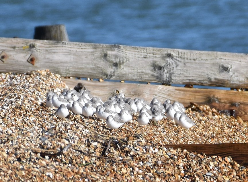 Sanderling - ML614775003