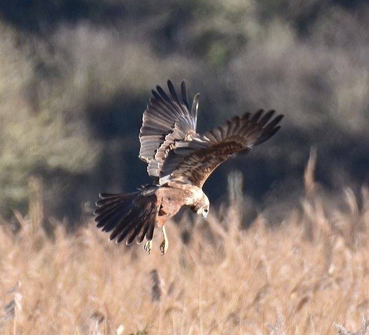 Western Marsh Harrier - ML614775018