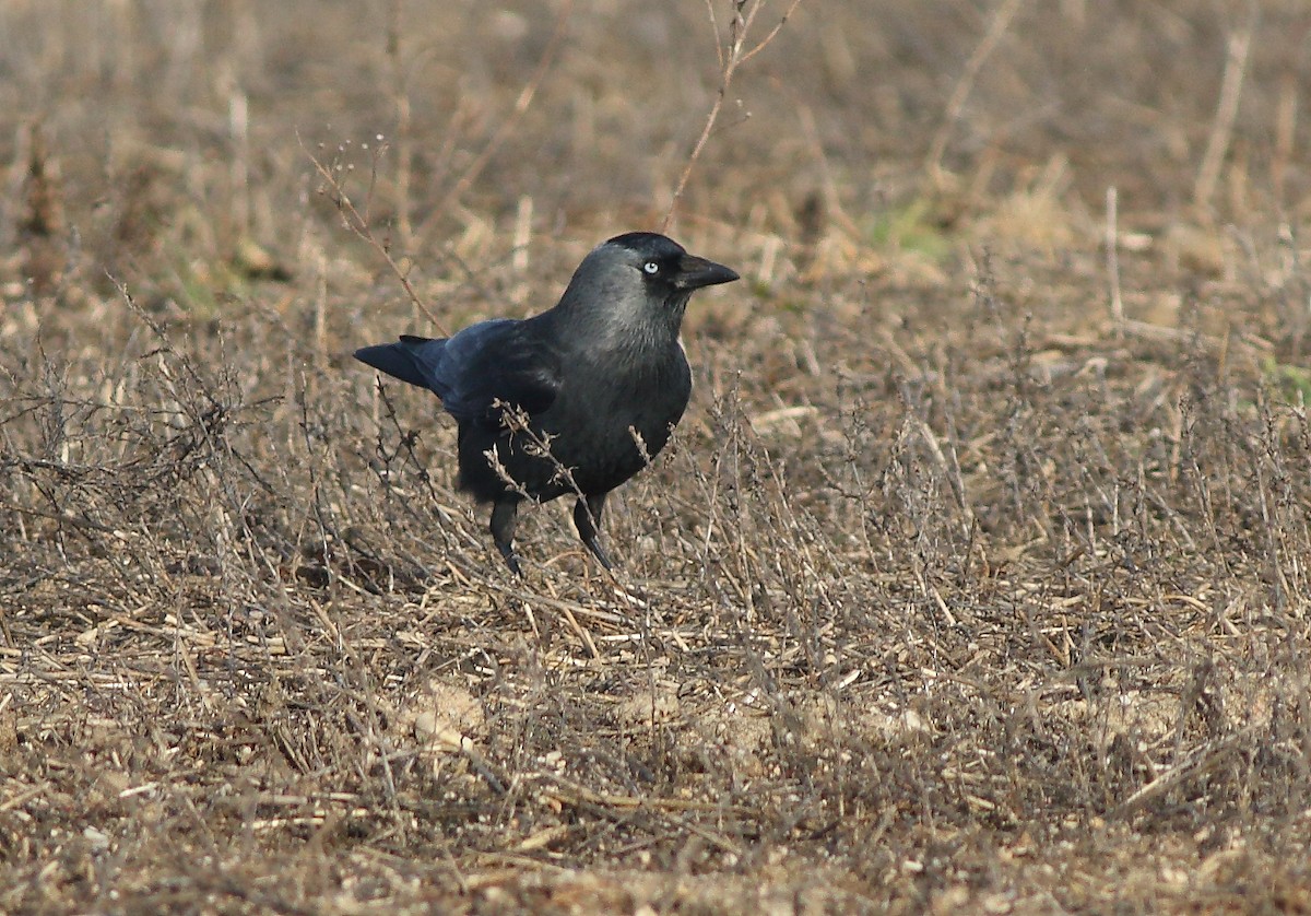 Eurasian Jackdaw - ML614775022