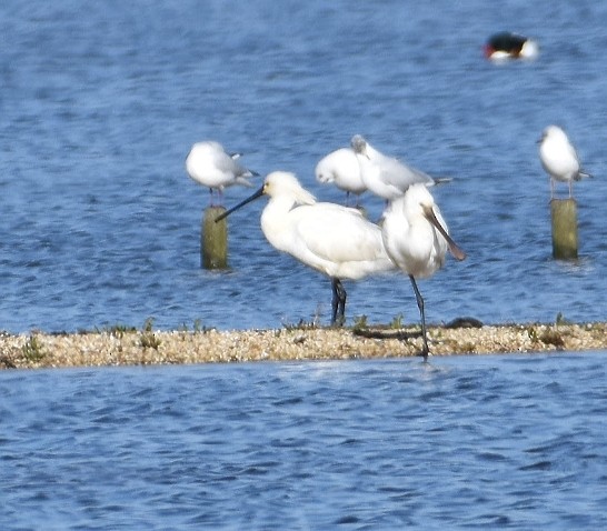 Eurasian Spoonbill - ML614775026