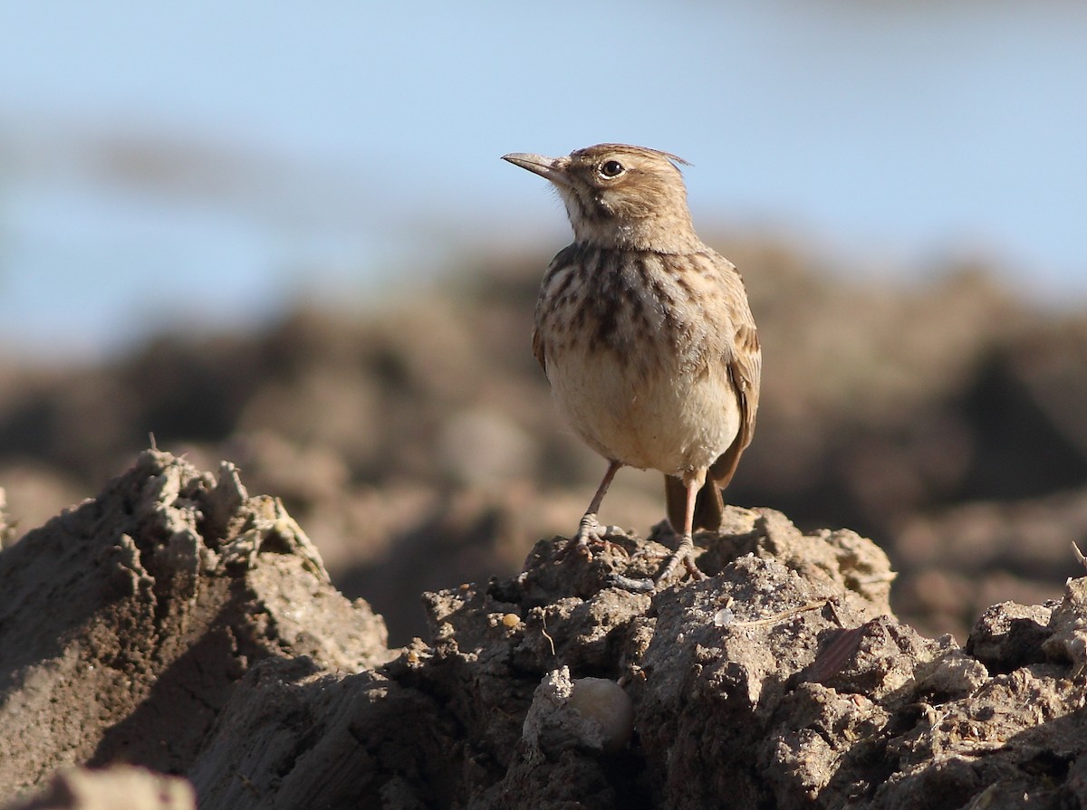 Crested Lark - ML614775032