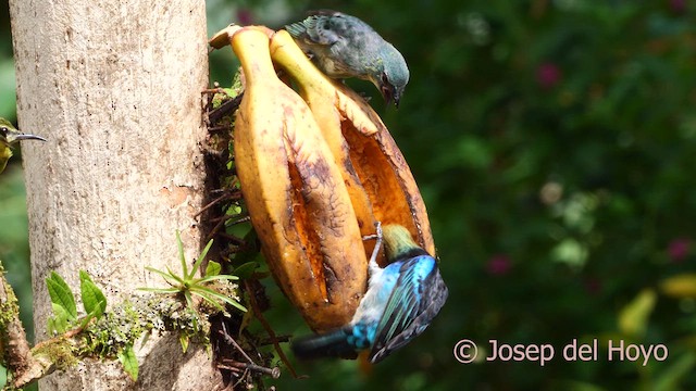 Golden-hooded Tanager - ML614775066