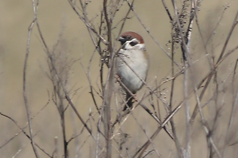 Eurasian Tree Sparrow - ML614775079