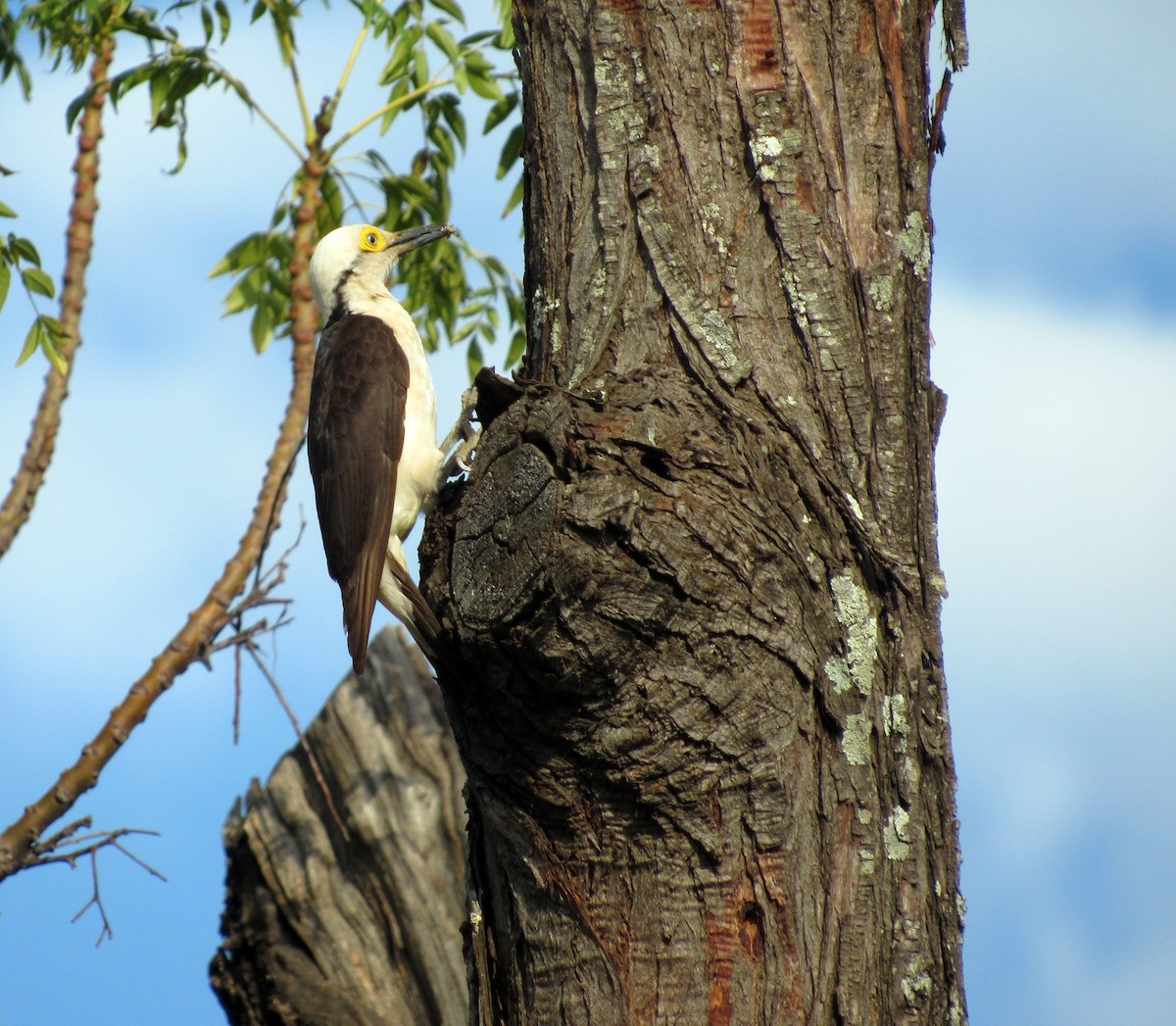 White Woodpecker - ML614775092