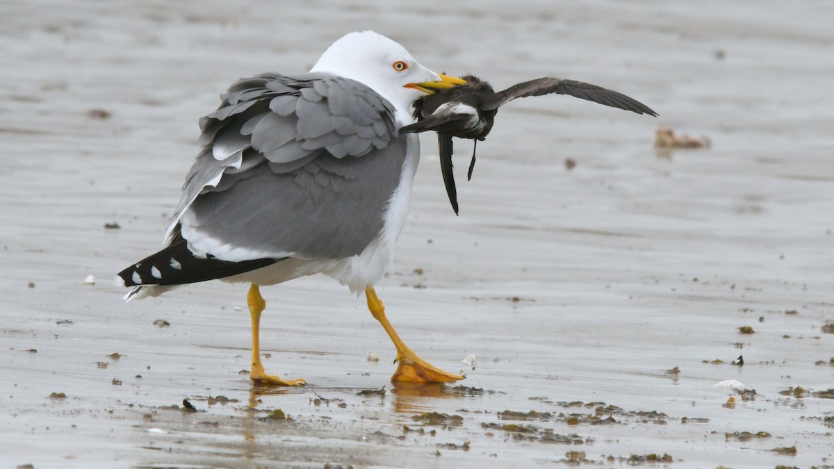 Yellow-legged Gull (michahellis) - ML614775140