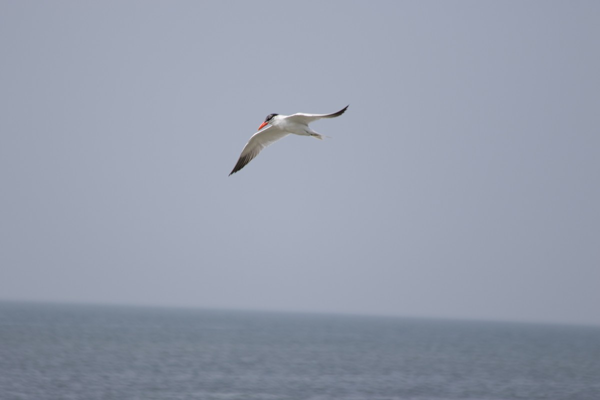 Caspian Tern - ML614775144