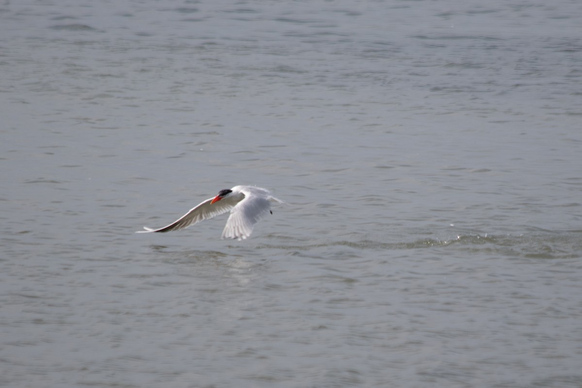 Caspian Tern - ML614775145