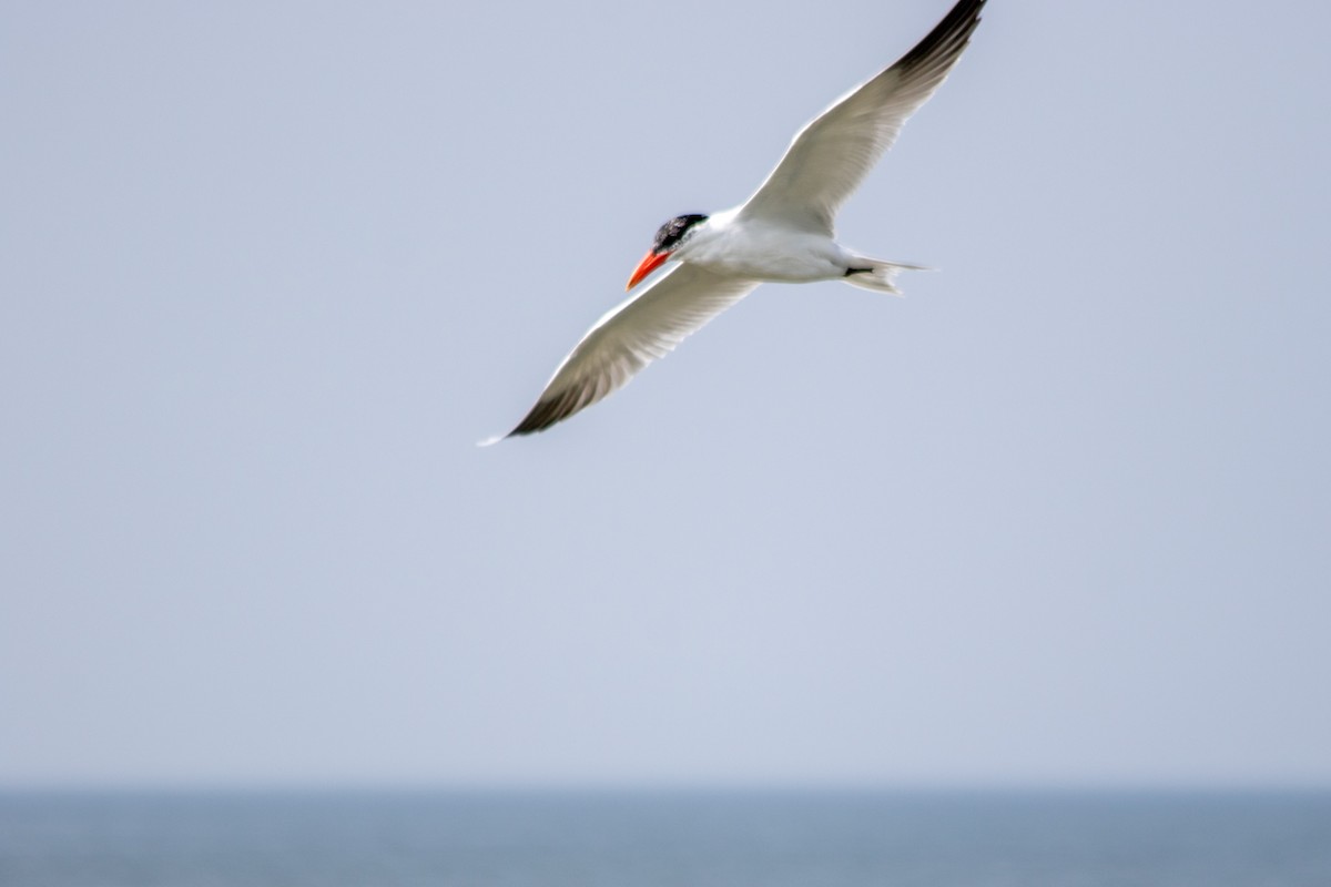 Caspian Tern - ML614775146