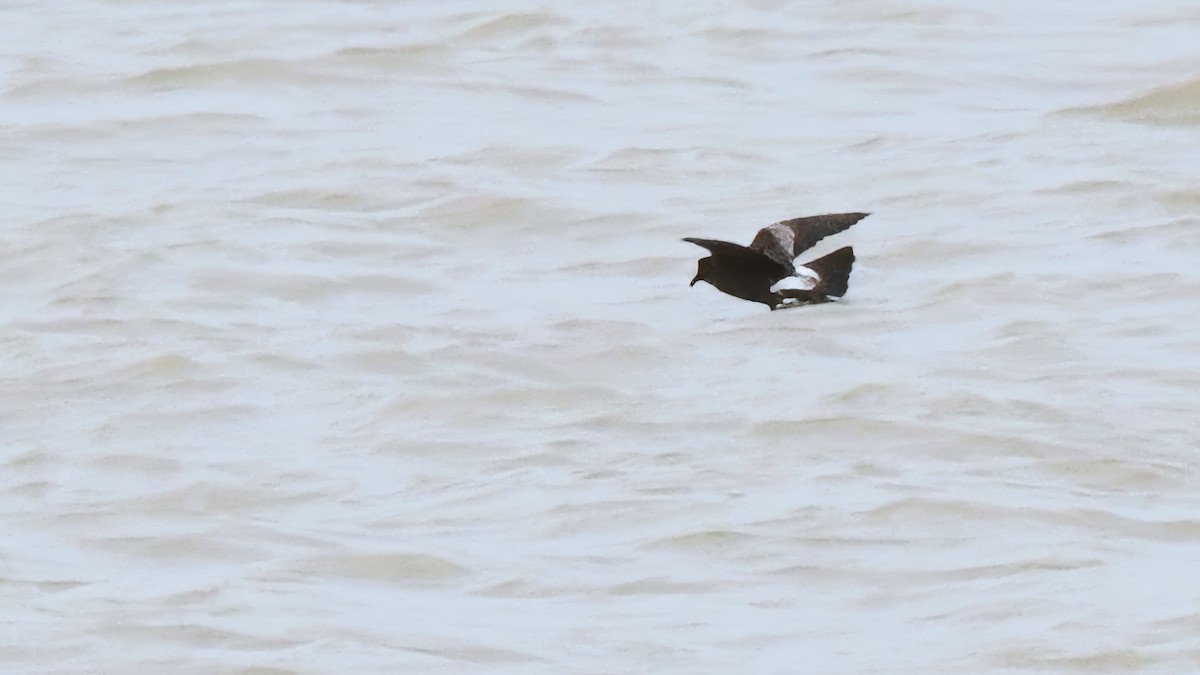 Leach's Storm-Petrel - ML614775148