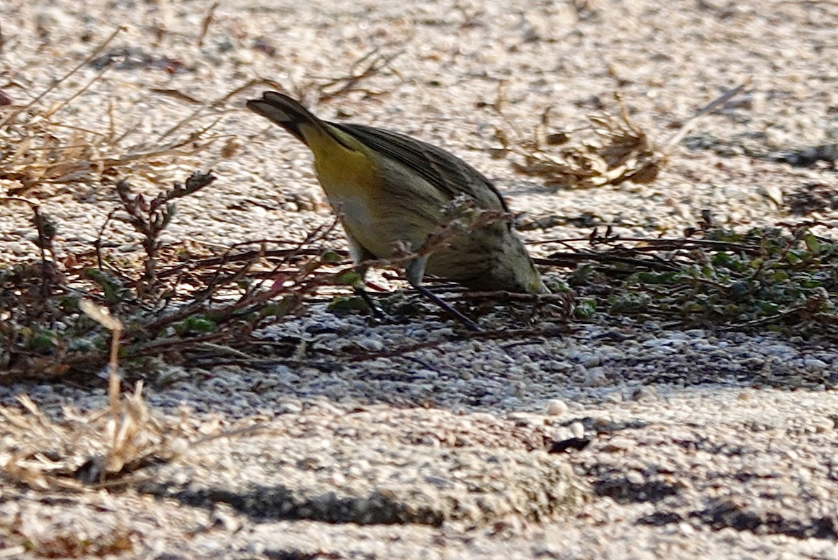 Palm Warbler - ML614775173