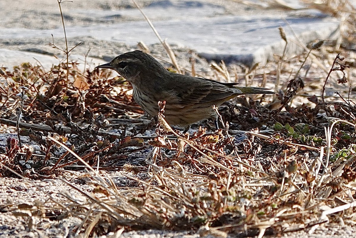 Palm Warbler - ML614775175