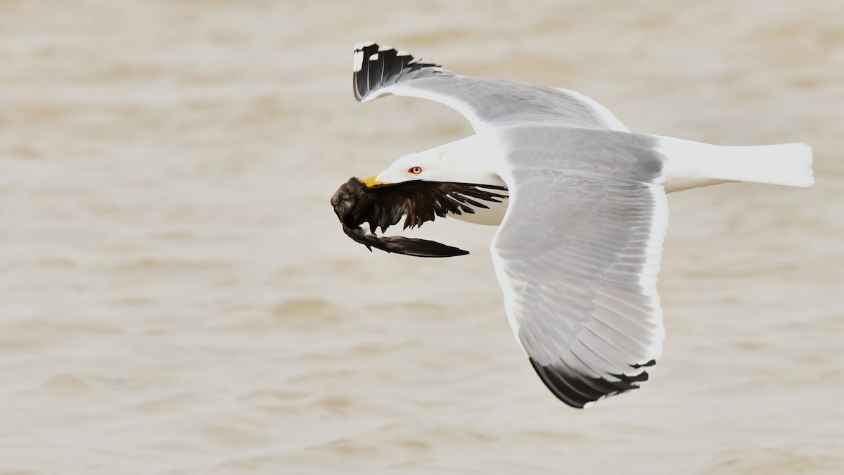 Yellow-legged Gull (michahellis) - Fernando Portillo de Cea