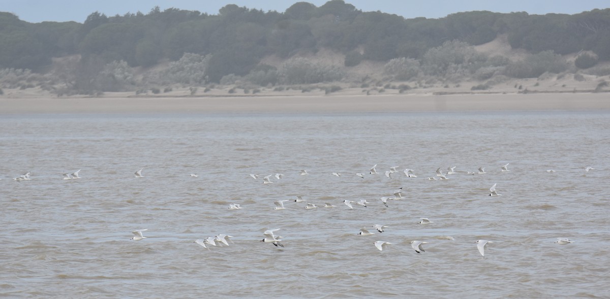 Gaviota Cabecinegra - ML614775190