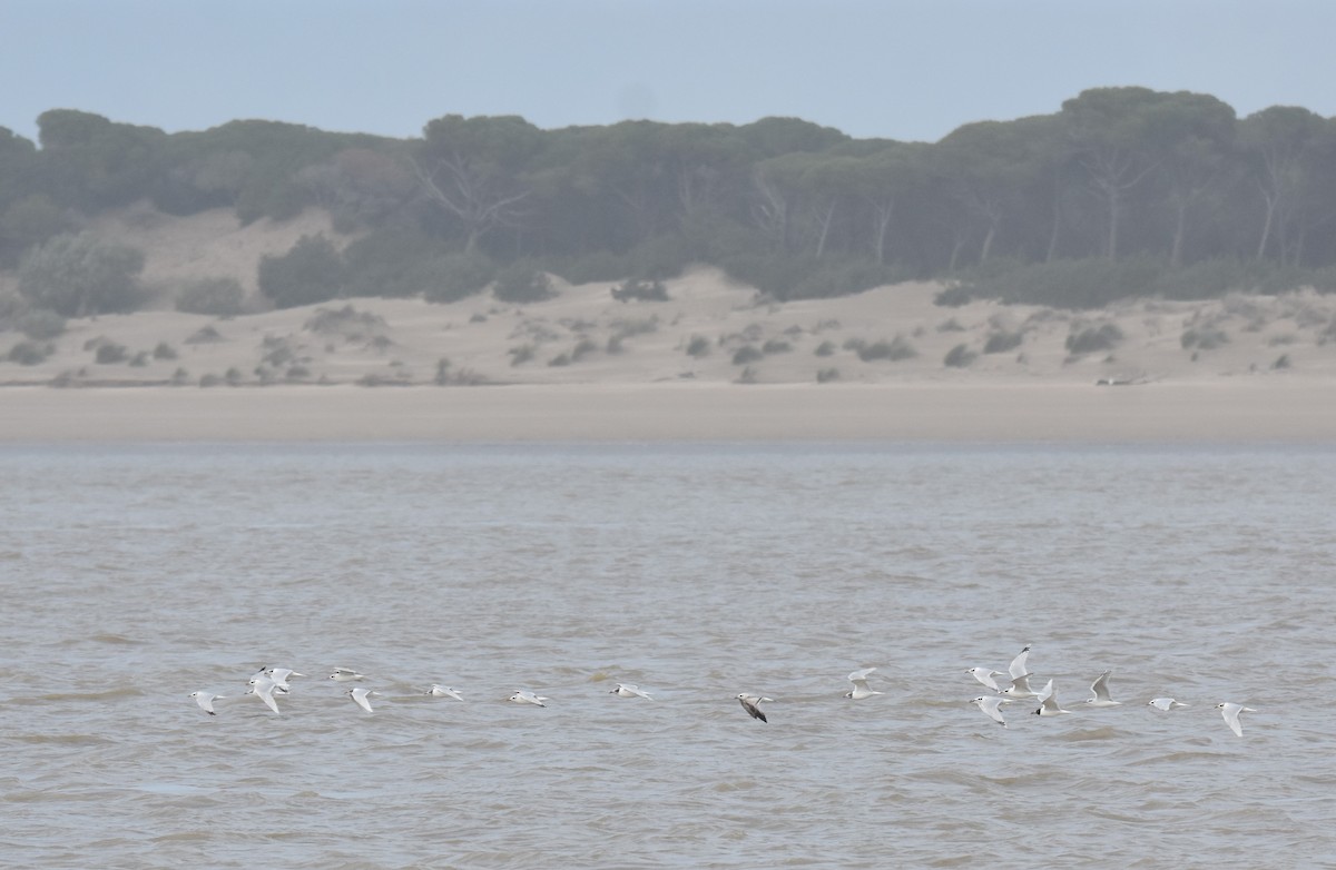 Gaviota Cabecinegra - ML614775192